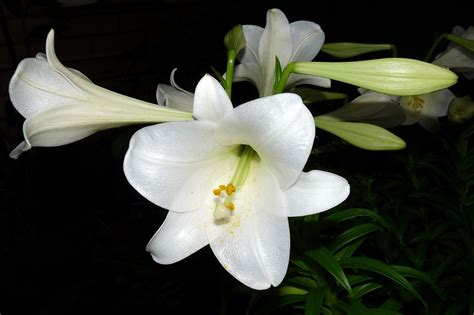 Lily Flower White Night · Free Photo On Pixabay