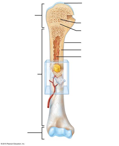Joints are also important, giving you the freedom to flex or rotate parts of your body. Long Bone Labeled Quizlet / A P I Compact Bone Labeling ...