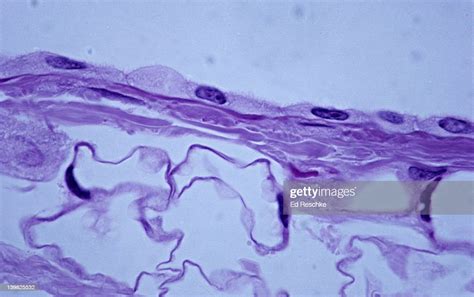 Simple Squamous Epithelium Side Or Profile View 250x Shows The Flatness