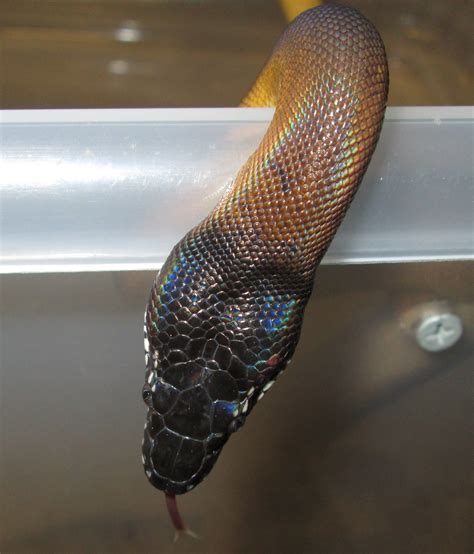 White Lipped Python Page 3 Ssnakess Reptile Forum