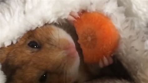Watch This Hamster Eating A Carrot Is All Of Us During Winter Imageie