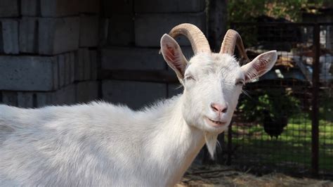 Free Photo White Goat Animal Farm Goat Free Download Jooinn