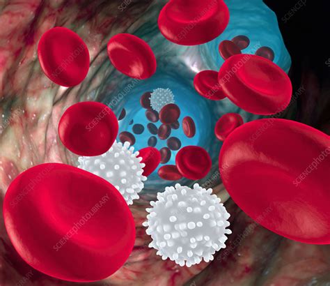 Red And White Blood Cells Stock Image P2420332 Science Photo Library