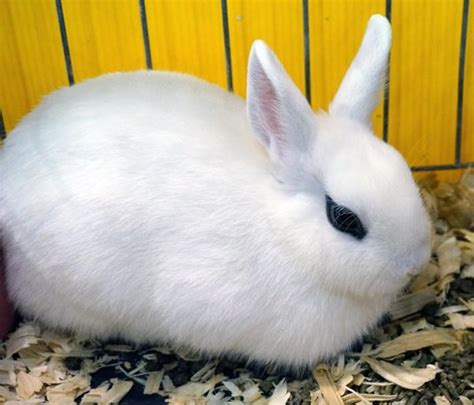 The Dwarf Hotot Rabbit A Complete Care Guide The Bunny Hub