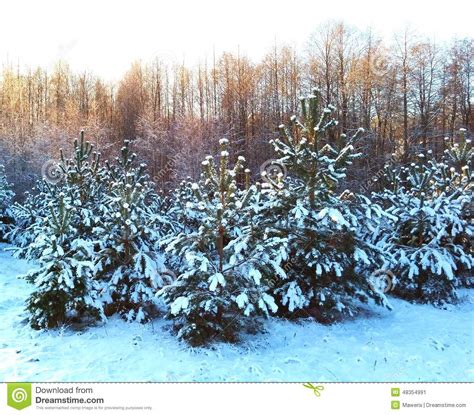 Christmas Tree Forest Stock Photo Image 48354991