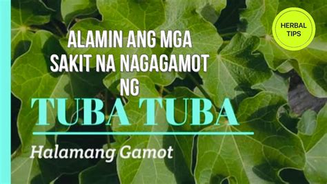 Halamang Gamot Na Tuba Tuba I Herbaltips101 Youtube