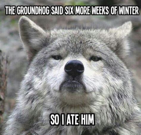 Funny Groundhog Day Memes You Can Laugh At No Matter The Forecast