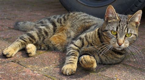 Many factors play a part in determining how long a cat will live. How Long Do Cats Live? - Facts About Cat Lifetime - Cool ...