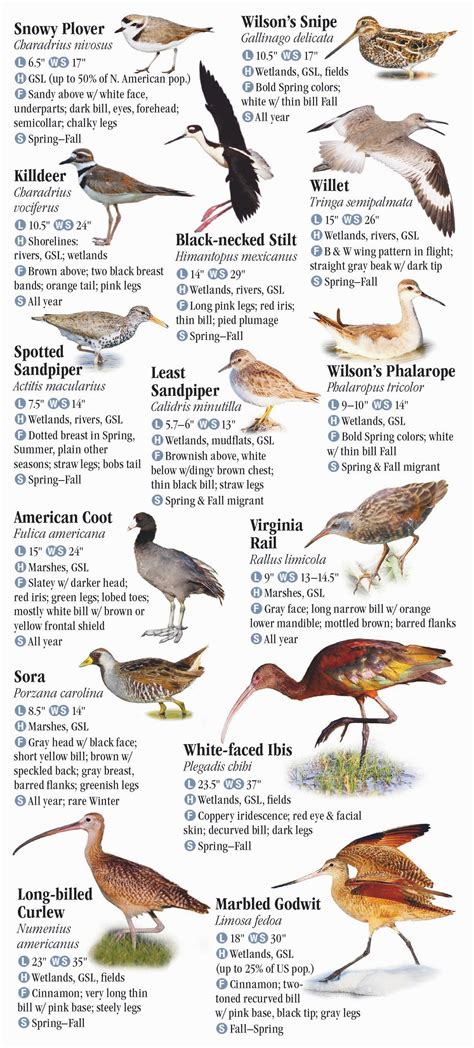 Birds Of Utah Quick Reference Publishing