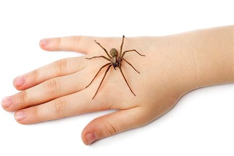 10 Home Remedies That Help Heal Spider Bites Naturally Top 10 Home