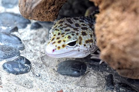 Moss For Leopard Gecko Home Design Ideas