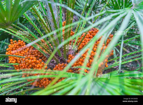 The Branches Of Palm Trees And Orange Fruit Tree Stock Photo Alamy
