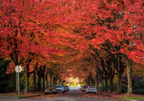 Setiap musimnya sangat menakjubkan, terutama musim gugur. Vancouver Autumn 2017 | Peter So | Flickr