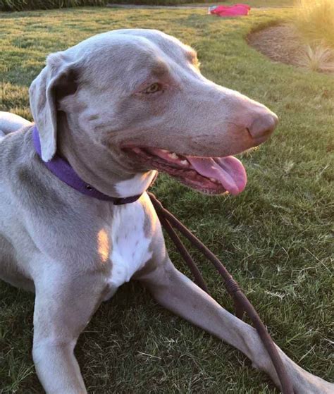 Weimaraner Labrador Retriever Mix Dog For Adoption Austin Texas