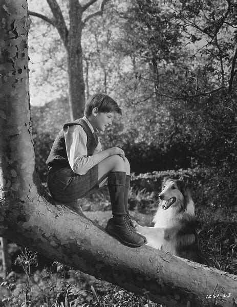 Roddy Mcdowall In Fred M Willcoxs Lassie Come Home 1943 Photo Prints 9167808 Media