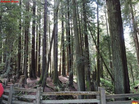 Grab a seat and enjoy contests, news and. Sequoia Park (Eureka) - All You Need to Know BEFORE You Go ...