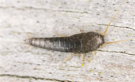 Silverfish Prevention And Cure Debugged