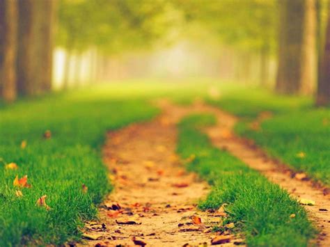 Path Between Green Grass In Blur Trees Background 4k