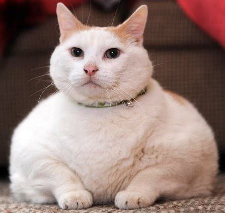 Wychowanie kota!: Odchudzanie u kotów - jak walczyć z nadwagą kota?