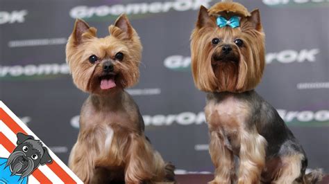 Two Yorkie On Grooming In Pet Grooming Salon Youtube
