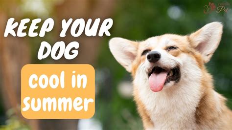 How To Keep Your Dog Cool In Hot Weather Youtube