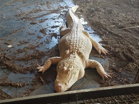 Extremely Rare Albino Alligator : RealLifeShinies