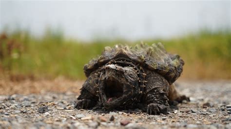 How To Take Care Of An Alligator Snapping Turtle Foolproof Guide