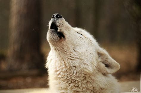 White Wolf Lonely Wolf Wolves Howl When They Miss Their Friends Video