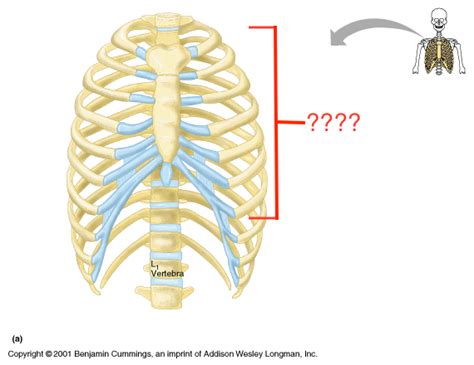 Axial Skeleton Flashcards Easy Notecards