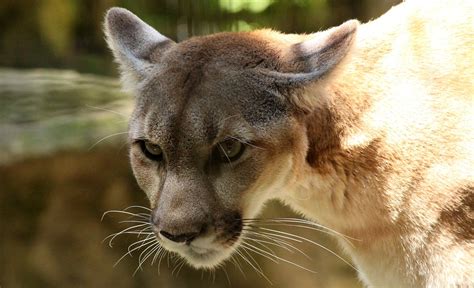 Cougar Mountain Lion Wildlife Free Photo On Pixabay Pixabay