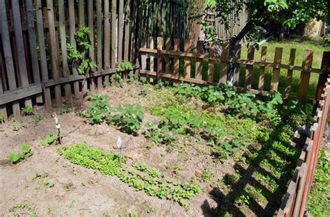 It's not too late to learn how to do a site evaluation and turn it into a base map. How To Start A Vegetable Garden From Scratch? - Guide For ...