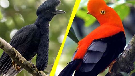 5 Most Unique Exotic Birds In The World Doovi