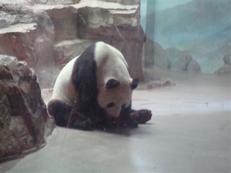 Panda Pandas Photo 29529251 Fanpop