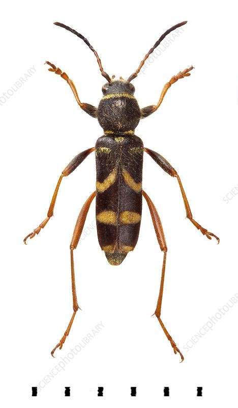 Wasp Beetle Stock Image C0217651 Science Photo Library