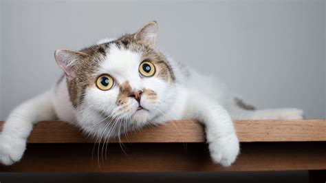 Latest Cat Behavior News And Stories Lifehacker Australia
