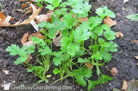 Growing Cilantro How To Care For Coriander Plant Get Busy Gardening