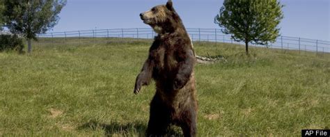 Biggest Bear Ever Ancient South American Giant Short Faced Bear Was