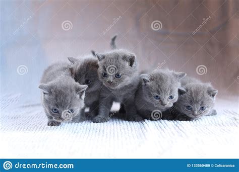 Five Kittens Group Portrait White Background Cute Face