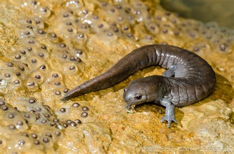 Ambystoma Barbouri Streamside Salamander Female With E Flickr