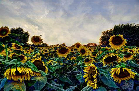 Kansas Sunflowers Photograph By Jean Hutchison Pixels