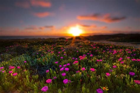 صور طبيعية مناظر طبيعية غاية فى الجمال صباح الورد