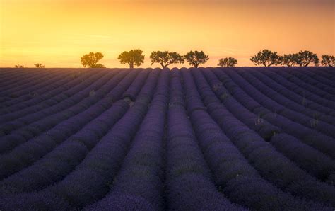 Lavender Fields At Sunset In Valensole France Mostbeautiful