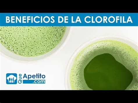 Propiedades Y Beneficios De La Clorofila Queapetito Youtube