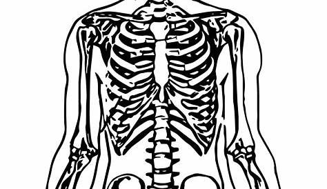 Whole Skeleton Picture Sketch Drawing Coloring Page – Wecoloringpage.com