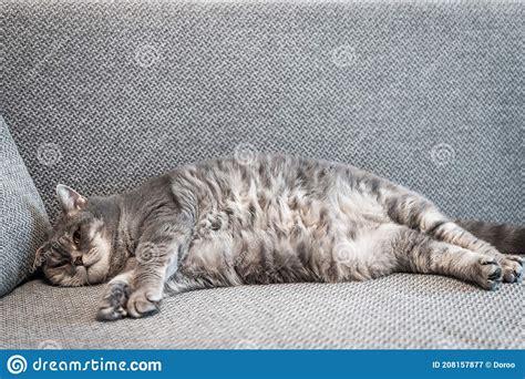 Fat British Cat Lies On The Couch And Takes Stock Image Image Of Sofa