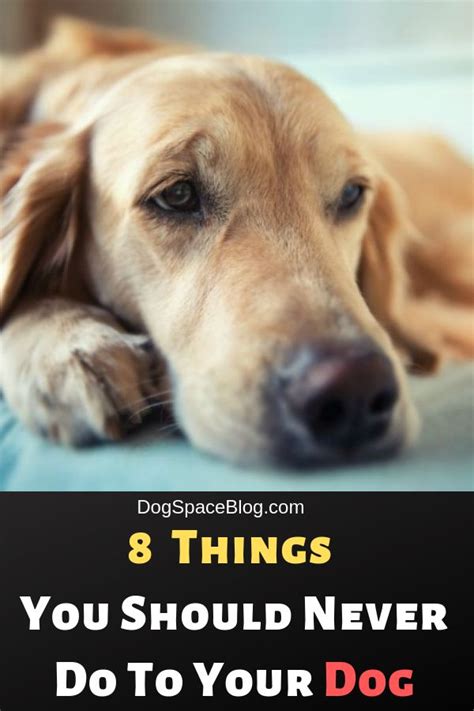 8 Things You Should Never Do To Your Dog Dogspaceblog Dogs Dog