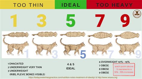 Cat Over-weight — Homeskooling 4 Dogs