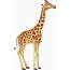 Clip Art Giraffe 20 Free Cliparts  Download Images On Clipground 2021