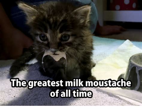 The Greatest Milk Moustache of All Time | Grumpy Cat Meme on ME.ME