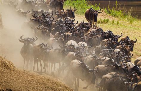 Blue Wildebeest Crossing The Mara River During The Annual Migration